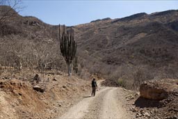Huge pipe cacti on road down to Urique Canyon.