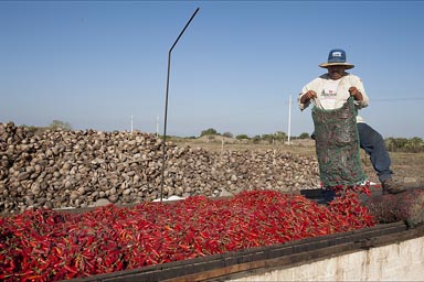 Man emptying fresh red chilies/chillis from a sac on the grill for drying. Sinaloa, Mexico.