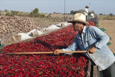 Spreading the chilies out on the roast for drying. Mexico.