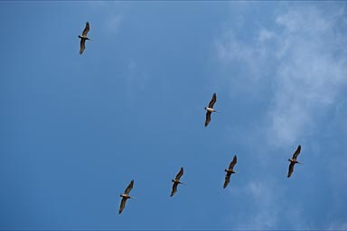 Still the pelicans follow, Jalisco.