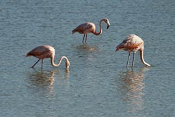 See some more flamingos heading back to Santa Clara.