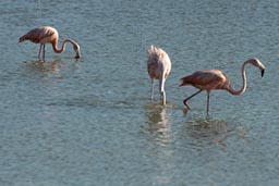 Flamingos feeding.