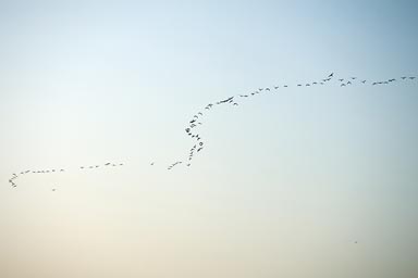 Flamingoes or not? 100s of birds fly in formation towards us as we ride out on Rio Lagartos, early morning.