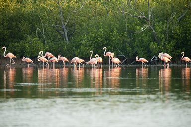Line-up of pink and orange, male and female flamingoes. Yucatan, Mexico.