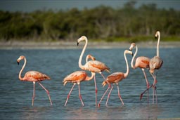 Flamingos on Rio Lagartos.