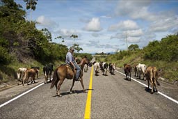 Rider, cattel herder on road southern Chiapas.