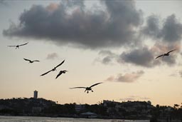 Late pelicans fly in, Acapulco beach..