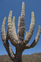 Giant Cardon Cactus in Baja California.