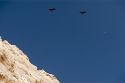 But the vultures are much more visible., south of Arica, northern Chile.