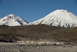 Llamas in front of volcanoes Pomerape and Parinacota, head home over the Altiplano. Northern Chile.
