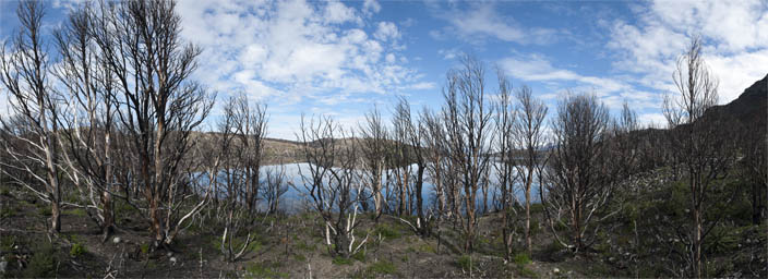 Panorama of burnt trees in Torres del Paine NP.