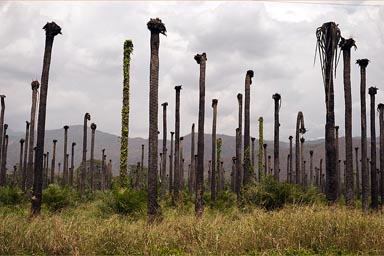 Destroyed oil palm plantations. Near Valledupar, Colombia.