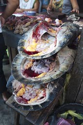 Blood dripping from turtle shells in Belen Market in Iquitos, Peru.