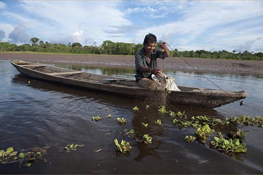On a side arm of the Huallaga river, a Cocama Cocamilla man fishes with his net, also piranhas, Peruvian jungle Loreto.