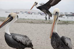 Pelicans in Paracas and one flies in.