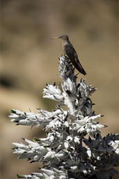 On top a small scrub tree with blooms. Colca Canyon still giant hummingbird, Peru.