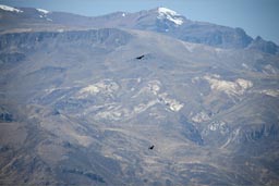Condors are in Colca Canyon. Peru.