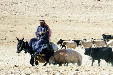 Beduin on donkey