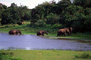 Elephants in Yala 