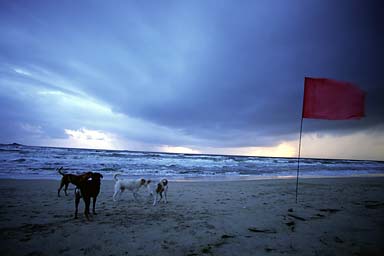 Nilavelli beach with dogs