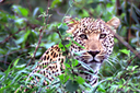 Leopard in Kruger National Parc.