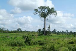 Last tree standing, all is fire cleared, logging has been a big industry, Ivory Coast.