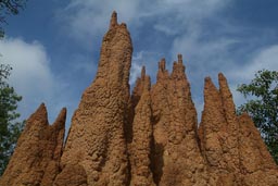 Termite's cathedral mound.