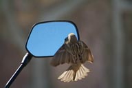 Bird in love with his mirror image. 