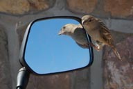 Sparrow and mirror.