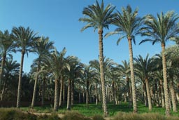 Nile valley plantations, near Dashur. Palm trees.