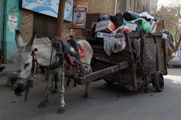 Old weak donkey, trash cart, Cairo. Egypt.