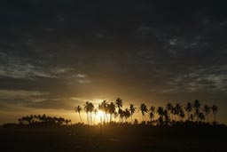 Sunset between palm trees Benin, beach Grand-Popo