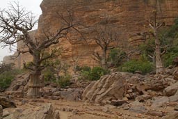 Dogon cliffs, baobabs, old abandoned village.