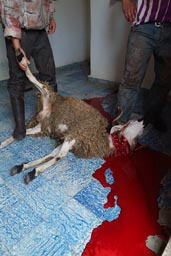 Eid al-Adha. sheep slaughter.