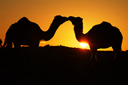 Two camels kissing, in orange sun?