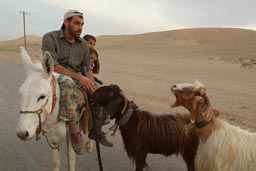 Shepherd Syria, Bedouin, goats.