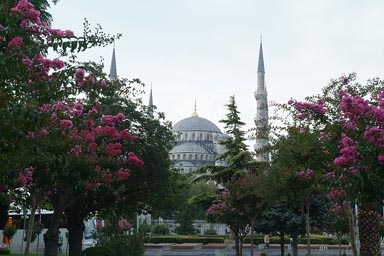 Pink bushes, garden, Sultan Ahmed mosque, Istanbul.