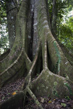 Huge old tree, Ceiba, Manzanillo jungle, Costa Rica.