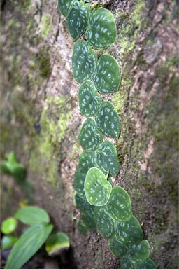 Small leaved philodendron. Leafs glued to the bark, Manzanilla, Costa Rica.