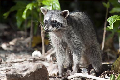 Raccoon, Costa Rica, Cahuita.