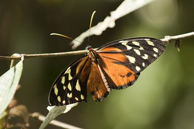Butterfly, Laguna Lachua.