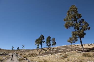 Climbing high. At 3600m of altitude, near Todos Santos, conifers, potato fields, this is Guatemala, Western Highlands.