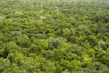 Maya jungle as far as eyes can see. El Mirador.