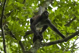 Spider Monkey, El-Mirador, Peten, Guatemala.