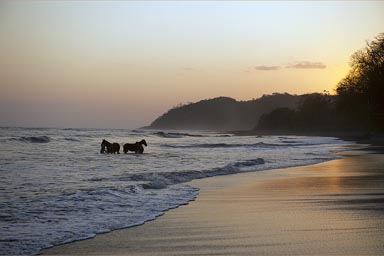 Horses in ocean, en of day, Cambutal, Panama, Pacific.