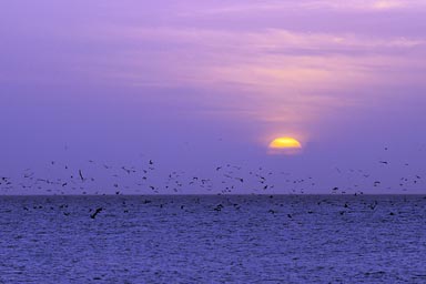 Thousands of Pelicans are feeding, just at sunrise, Punta Chame, Panama.