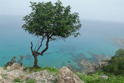 Tree, Akamas coast, Cyprus.