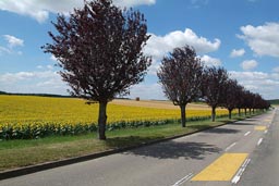 Road in France, countryside, fields of sunflowers, lined by trees, yellow strips.