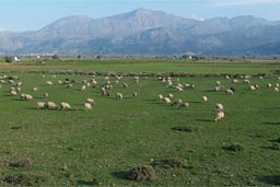 Ageos Nicholeos Plateau sheep farming.