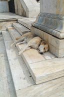 Sleeping dog Athens.